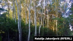 Лес, ілюстрацыйнае фота