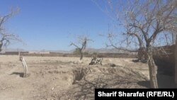 د هلمند کجکي سيند څنګ ته باغونه له وچکالۍ سره مخ دي - ارشیف 
