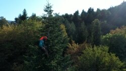 Malet e Gjeorgjisë që furnizojnë Evropën me bredha festivë