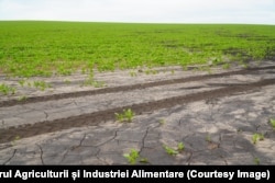 Terenurile cu sfeclă de zahăr ale lui Mihai Goncearenco afectate de înghețurile din aprilie și ploile abundente din mai.