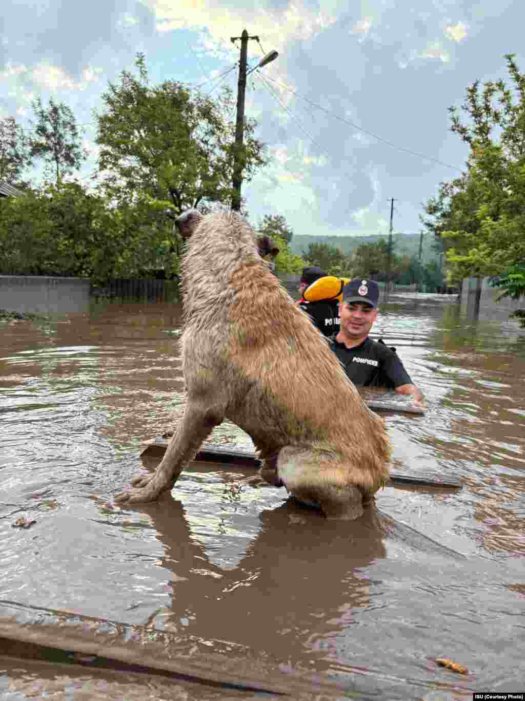 Un câine din localitate Cudalbi/jud. Galați este salvat de pompieri. 