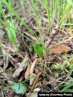 Ophioglossum vulgatum