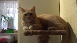 Кошкин дом