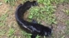 Somnul african e considerat un pericol pentru fauna din Delta Dunării. Specialiștii cer măsuri urgente pentru capturarea sa.