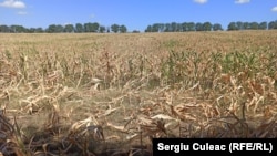 Culturi afectate de secetă lângă Lăpușna, Hâncești, 11 august 2020