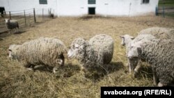 Илустрација: Јагниња
