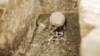 Grab - an allegedly 1800 year-old roman sarcophagus was found in Cluj-Napoca, Transylvania.