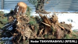 Во вторник организация Центр экологического права опубликовала статистику по вырубкам леса и назвала виновных в уничтожении лесных массивов