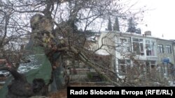 Повеќе од 1000 години стариот чинар во Охрид е оштетен.