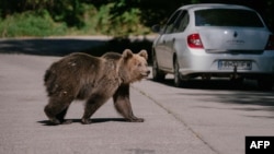 Un urs trecând șoseaua în septembrie 2023 în județul Covasna, din România.