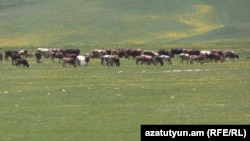 Հայաստան - Կովեր Շիրակի մարզի Աշոցքի տարածաշրջանի արոտավայրում, արխիվ